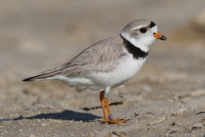 Piping Plover, an endangered species
