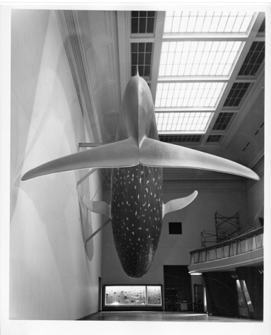 The Smithsonian's Blue Whale was installed in 1963
