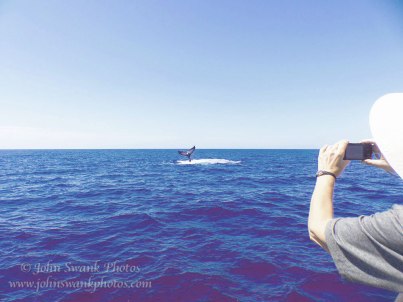 Me trying to photograph a Blue Whale tail